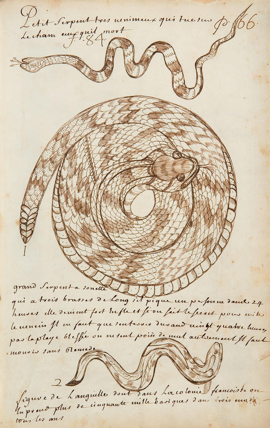 Art Canada Institute, Louis Nicolas, Small, Very Poisonous Snake That Kills Immediately Those That It Bites (Petit serpent tres venimeux qui tue sur le cham ceux quil mort), Codex Canadensis