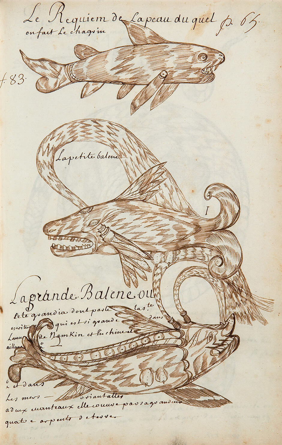 Art Canada Institute, Louis Nicolas, The Shark, from Whose Skin Shagreen Is Made (Le Requiem de la peau du quel on fait le chagrin), Codex Canadensis