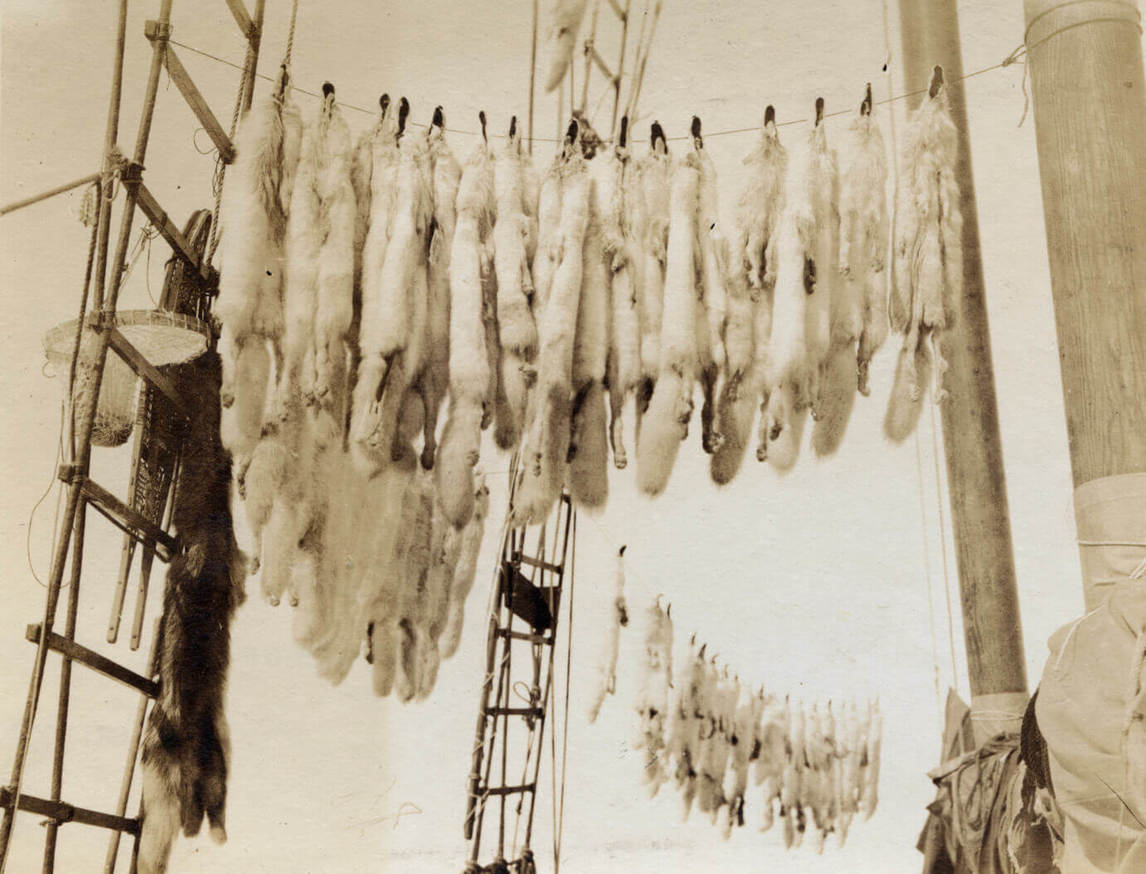 Art Canada Institute, fox pelts hanging from the rigging of the Bowdoin at Idjirituq, 1922