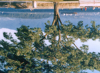 Tree with Bench, Vancouver, B.C.