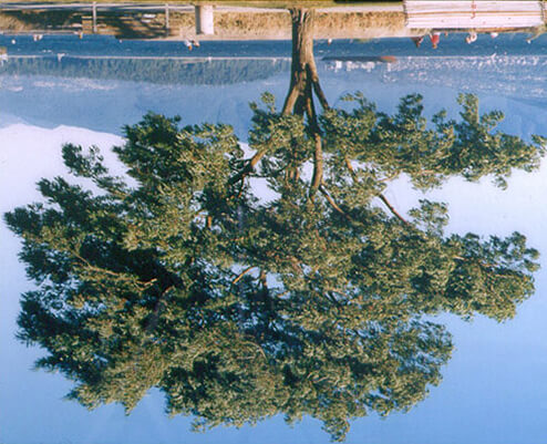 Tree with Bench, Vancouver, B.C.