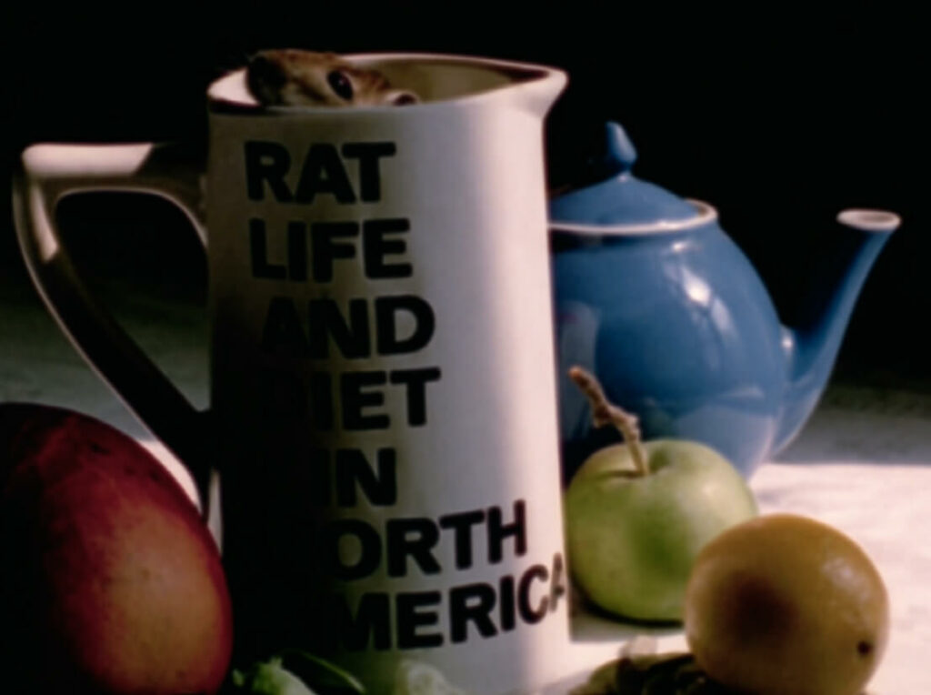 Rat Life and Diet in North America