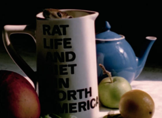 Rat Life and Diet in North America