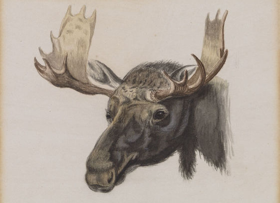 Head of a Moose, from Nature