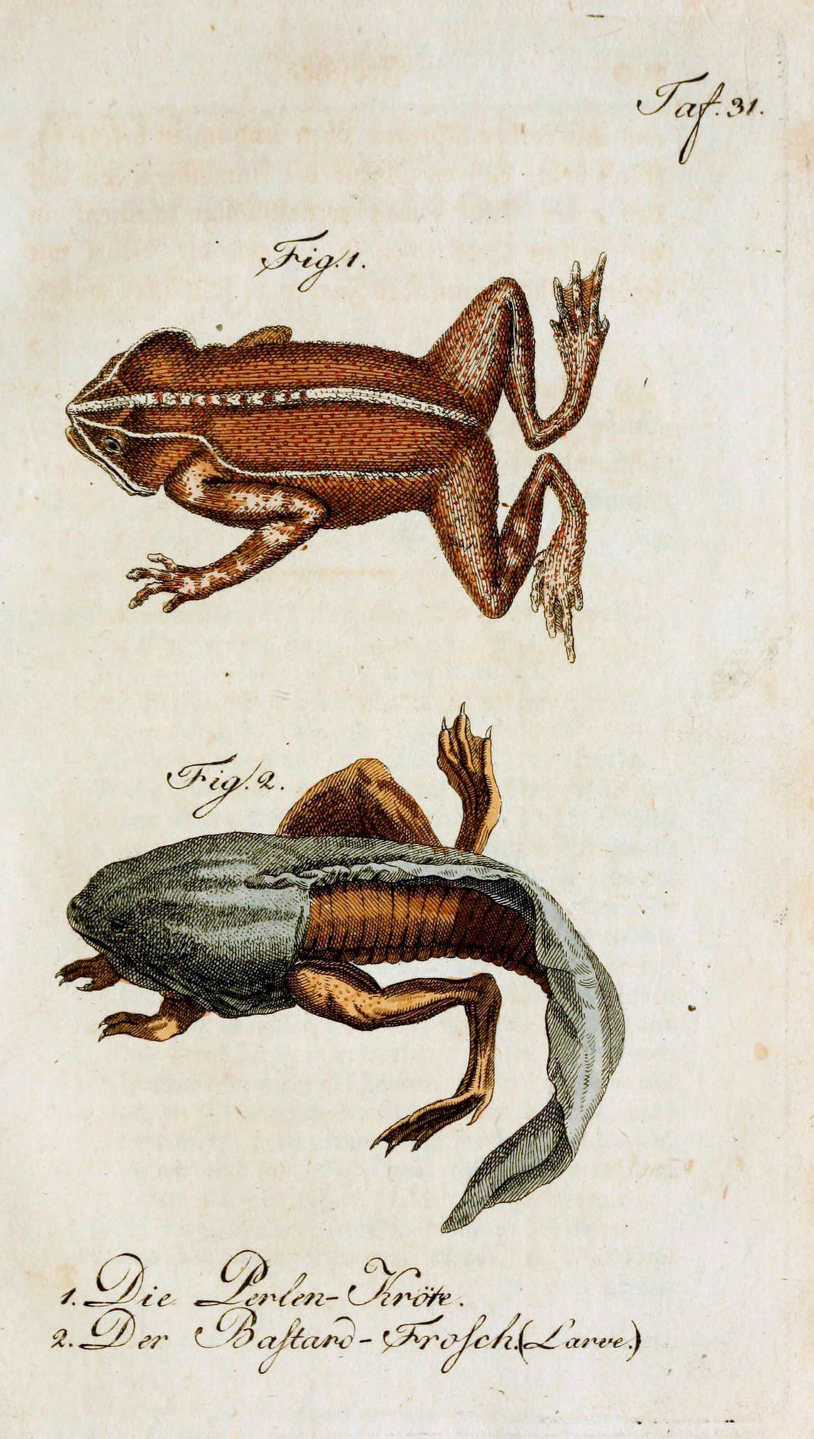 Art Canada Institute, Louis Nicolas, A depiction of the metamorphosis of a frog in Bernard Germain, Comte de Lacépède, disciple of Georges-Louis Leclerc Buffon, General and Special History of Oviparous Quadrupeds and Snakes (Histoire générale et particulière des quadrupèdes ovipares et des serpents)