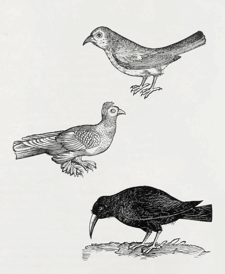 Art Canada Institute, Louis Nicolas, Birds found in Conrad Gessner’s The History of Animals (Historiae Animalium)