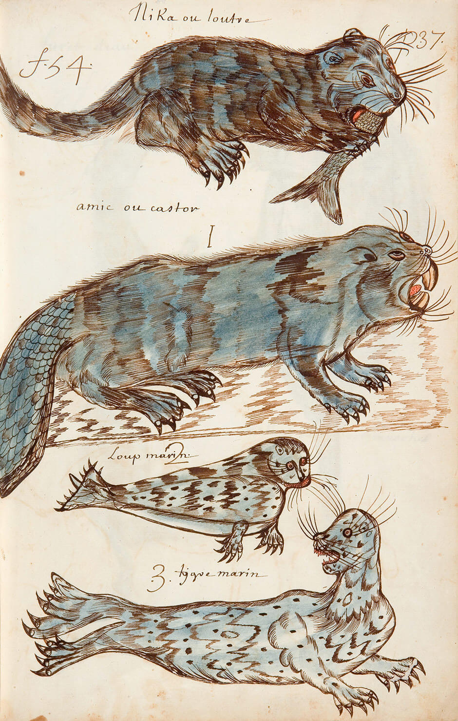 Art Canada Institute, Louis Nicolas, Amphibians, Codex Canadensi