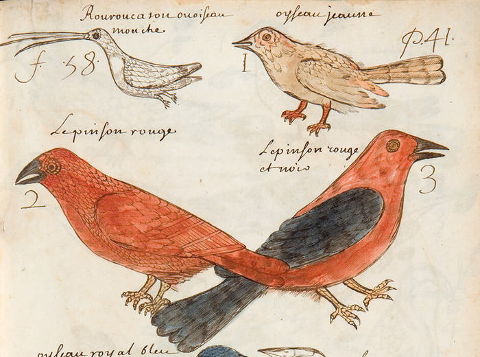 Louis Nicolas, Birds, n.d.