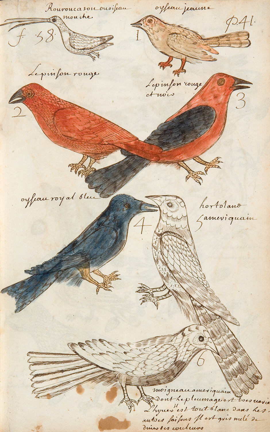 Louis Nicolas, Les oiseaux, s. d.