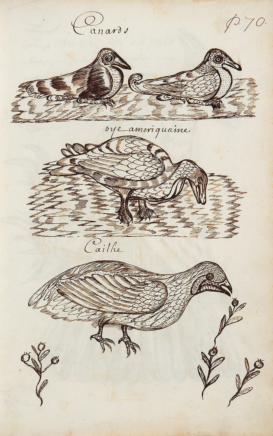 Art Canada Institute, Louis Nicolas, Ducks (Canards), Codex Canadensis
