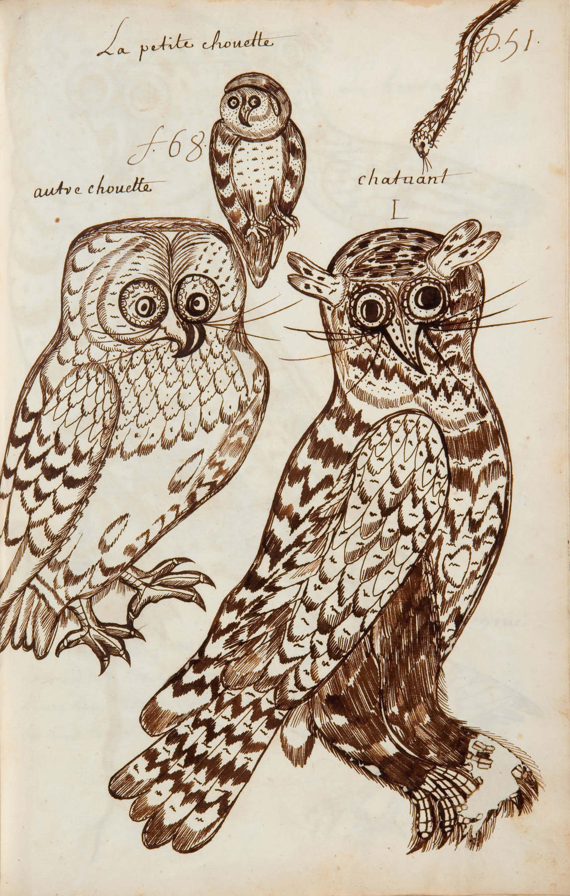 Art Canada Institute, Louis Nicolas, The Small Owl (La petite chouette), Codex Canadensis