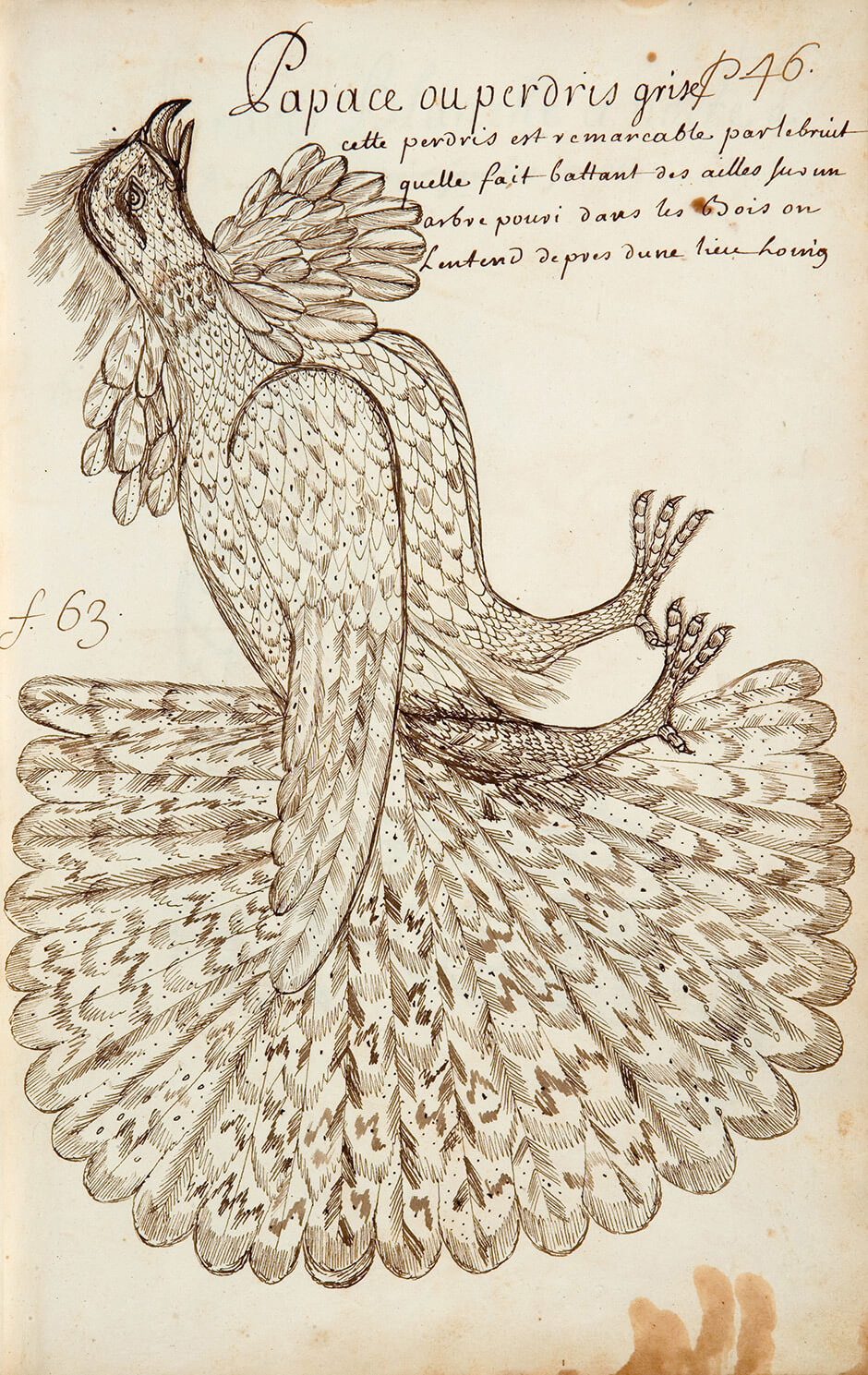 Louis Nicolas, Papace ou perdris grise, n.d.