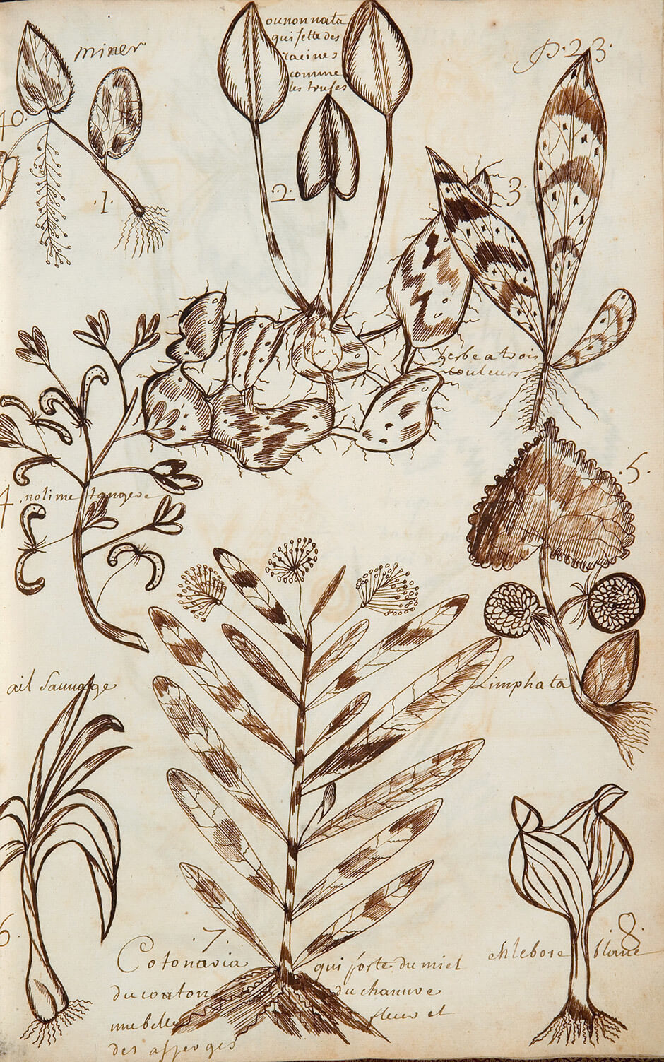 Louis Nicolas, Plants, n.d.
