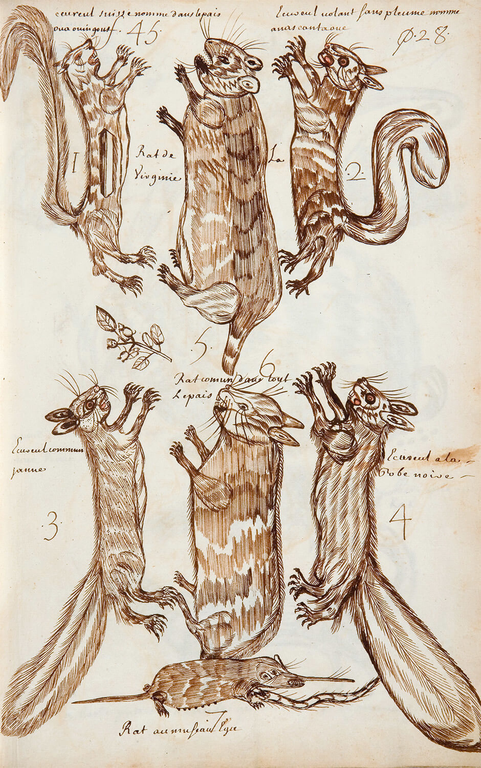 Art Canada Institute, Louis Nicolas, Squirrels and Rats (Écureuils et rats), Codex Canadensis