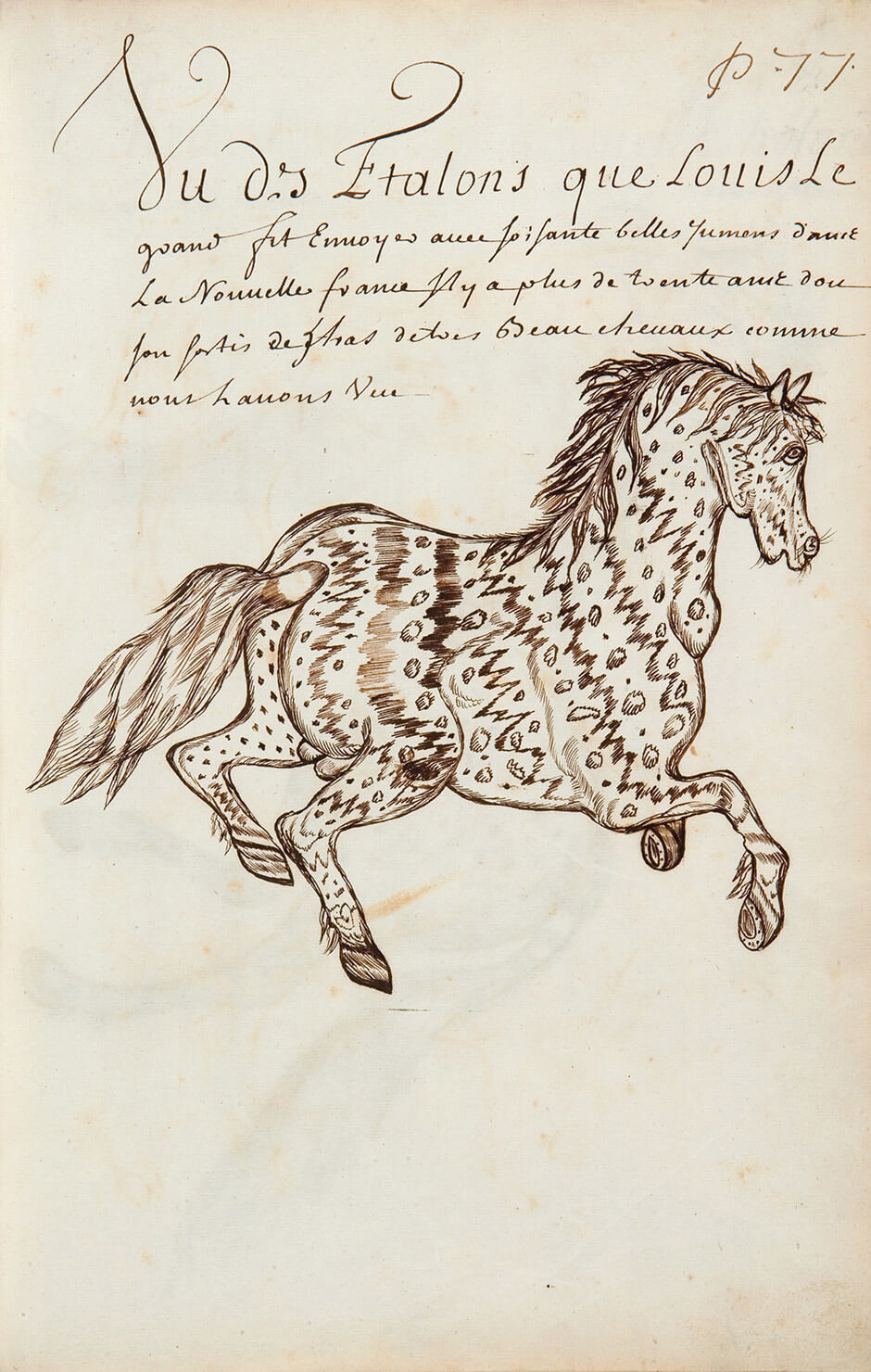 Art Canada Institute, Louis Nicolas, One of the Stallions that Louis the Great Sent . . . (Un des Etalons que Louis Le grand fit Envoyer), Codex Canadensis