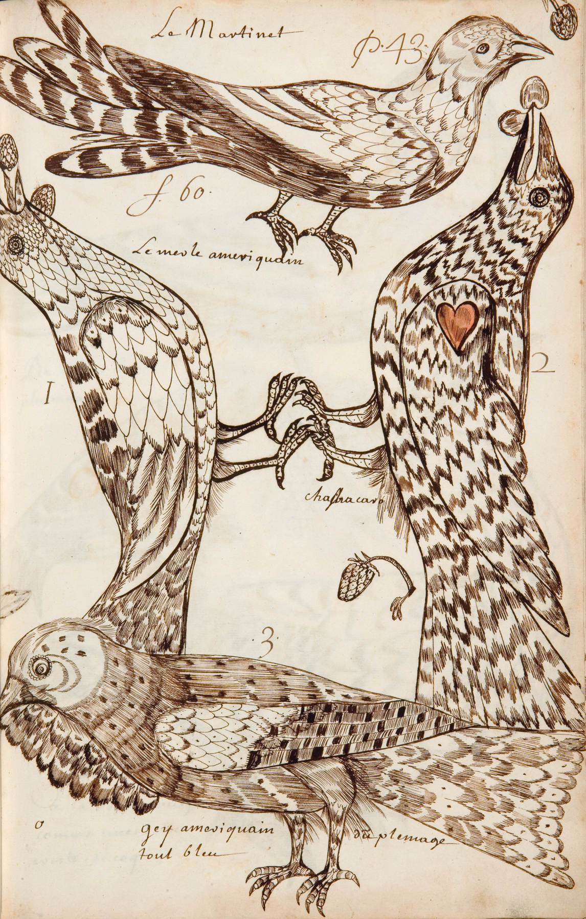 Art Canada Institute, Louis Nicolas, The Swift (Le Martinet), Codex Canadensis