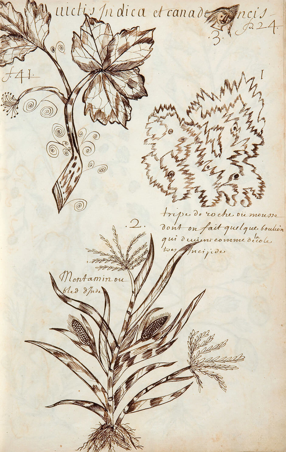 Art Canada Institute, Louis Nicolas, Tripe de Roche, or Moss (Tripe de roche ou mousse), Codex Canadensis
