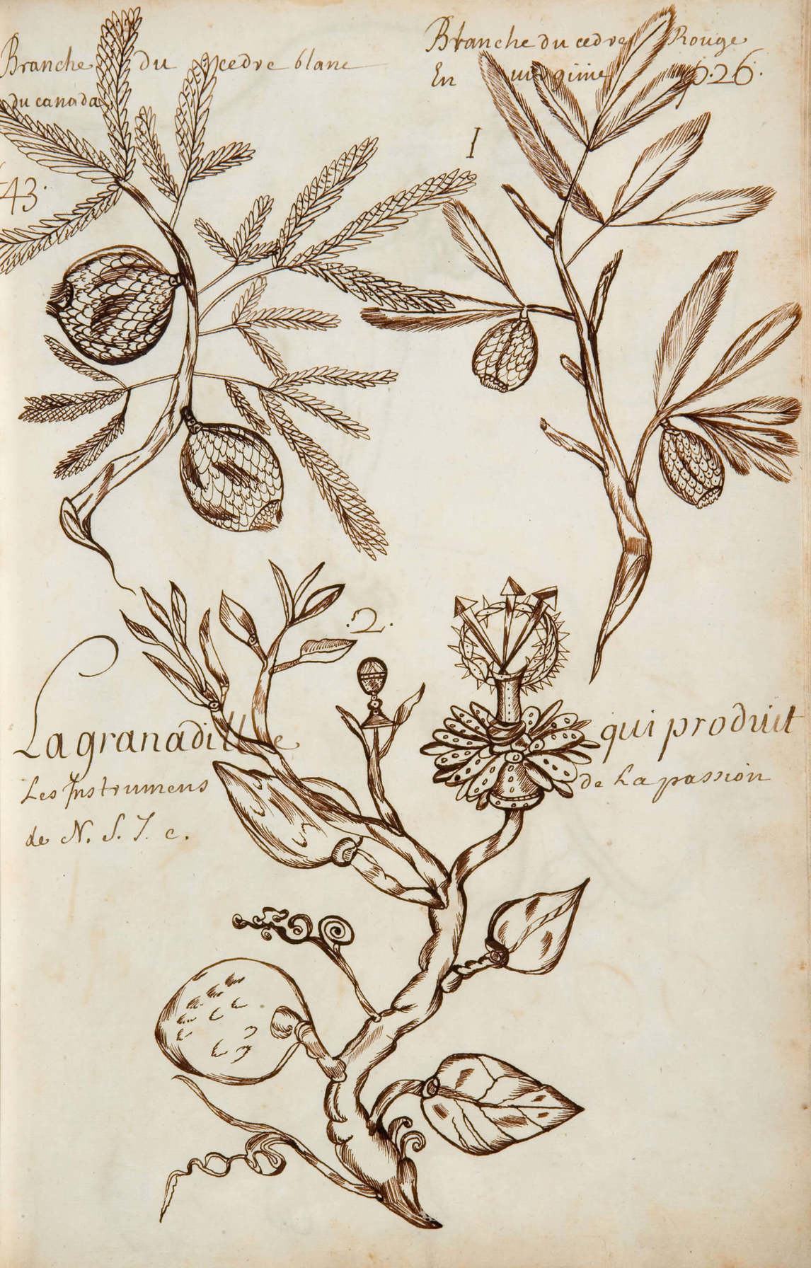 Art Canada Institute, Louis Nicolas, Branch of the White Cedar of Canada (Branche du cedre blanc du canada), Codex Canadensis
