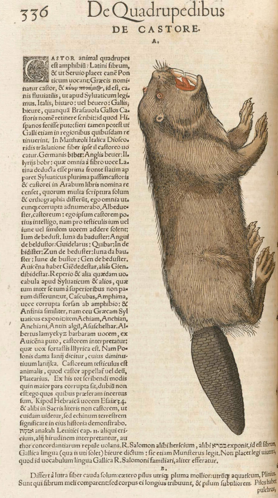 Art Canada Institute, Louis Nicolas, A depiction of the beaver in Conrad Gessner’s The History of Animals (Historiae Animalium)