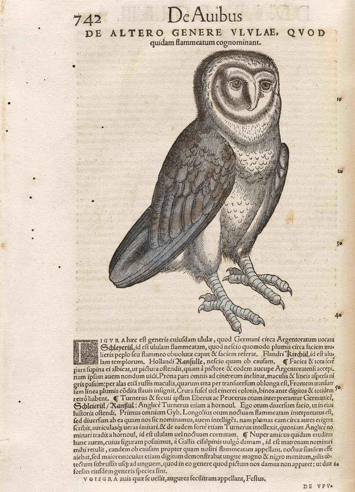 Art Canada Institute, Louis Nicolas, An owl illustration in Conrad Gessner’s The History of Animals (Historiae Animalium)