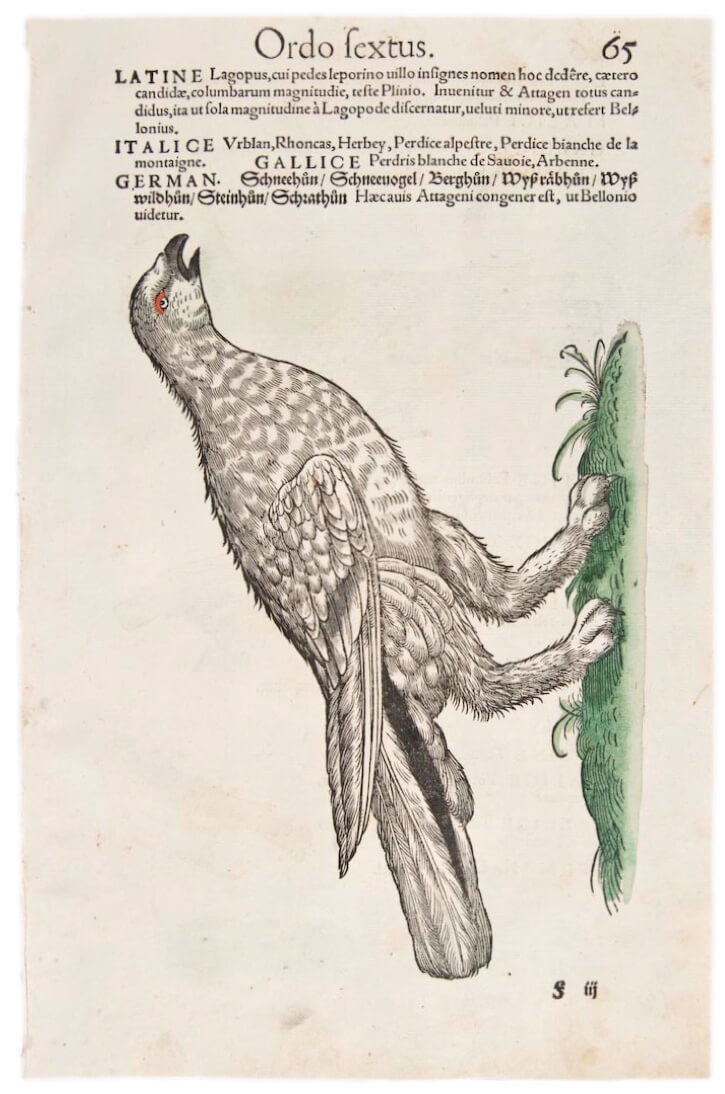 Art Canada Institute, Louis Nicolas, A depiction of the ptarmigan in Conrad Gessner’s The History of Animals (Historiae Animalium)