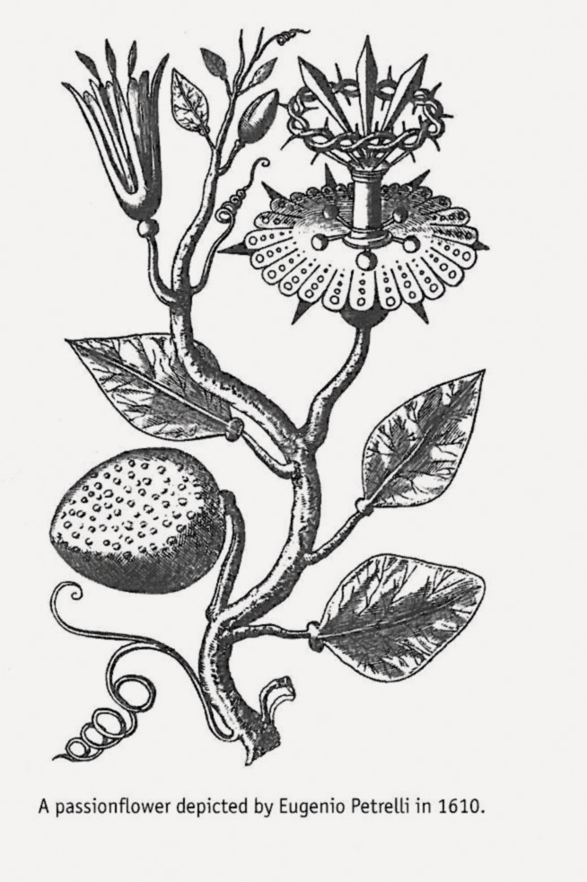 Art Canada Institute, Louis Nicolas, Drawing of a passiflora by Eugenio Petrelli