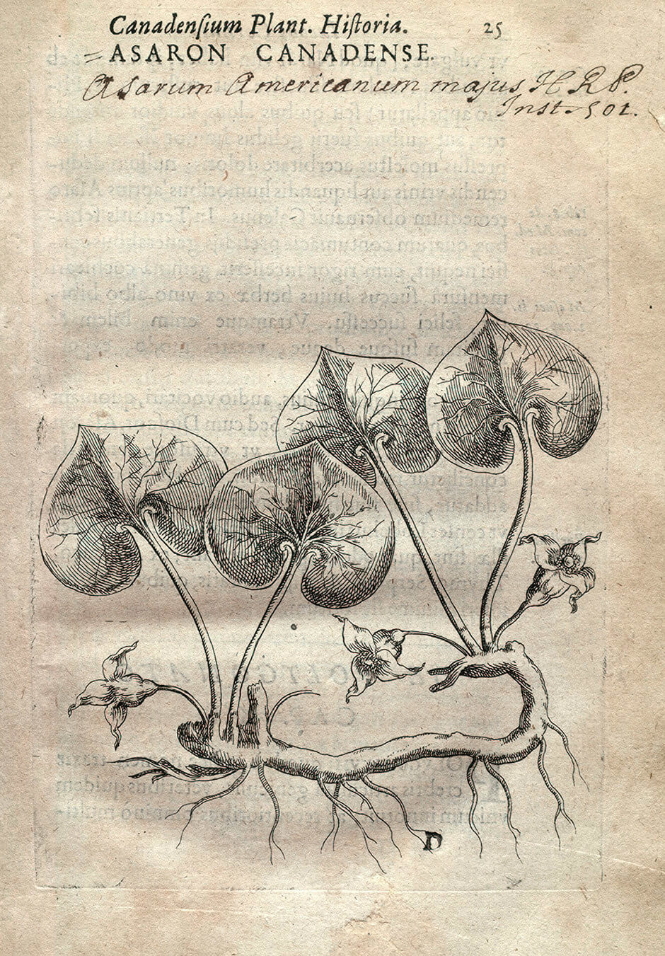 Art Canada Institute, Louis Nicolas, Wild ginger (Asarum canadense) in Jacques Philippe Cornut’s History of Canadian Plants (Canadensium plantarum historia)