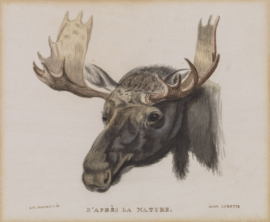 Art Canada Institute, Zacharie Vincent, Head of a Moose, From Nature, c. 1855