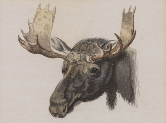 Zacharie Vincent, Head of a Moose, from Nature, c. 1855