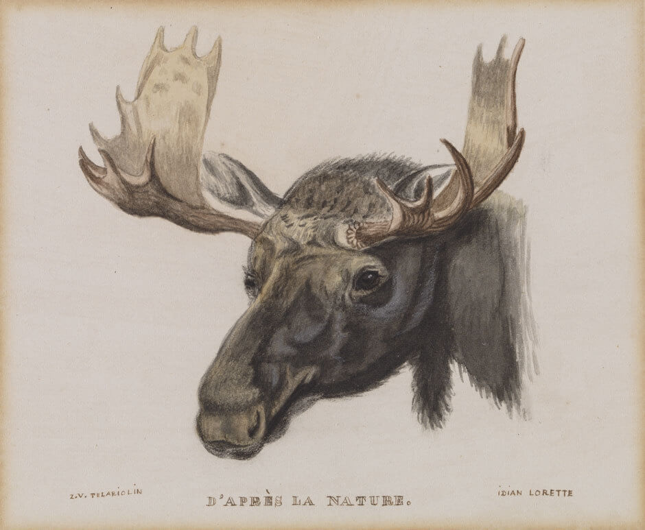 Zacharie Vincent, Tête d’orignal, d’après la nature, v. 1855