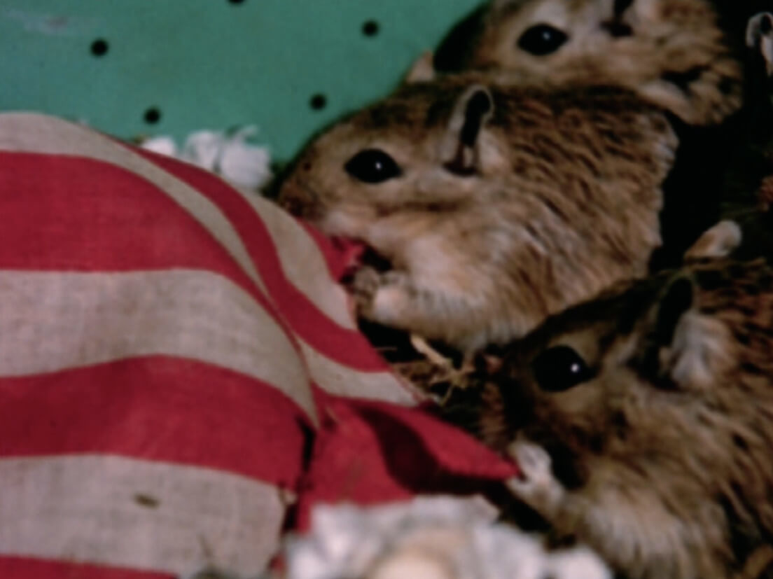 Art Canada Institute, Joyce Wieland, still from Rat Life and Diet, 1968.