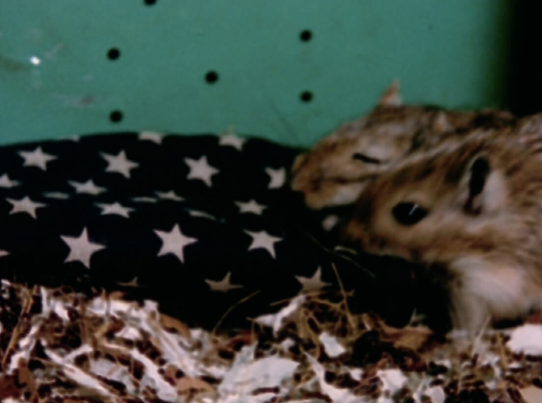 Art Canada Institute, Joyce Wieland, still from Rat Life and Diet, 1968