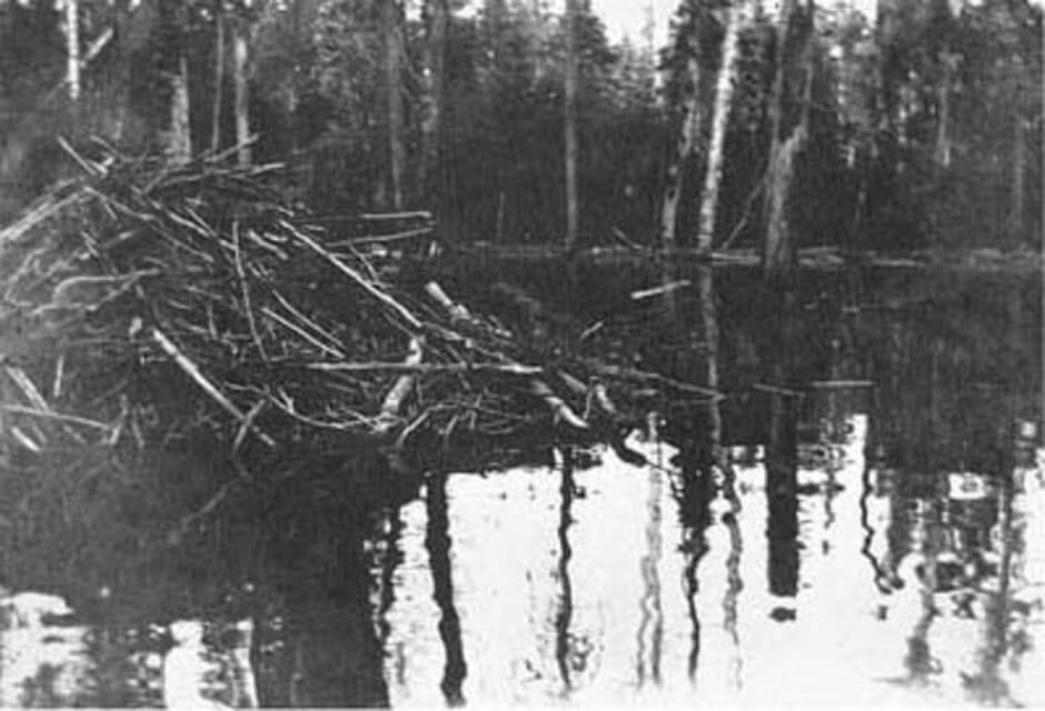 Art Canada Institute, Tom Thomson, Beaver Lodge, I, c. 1914