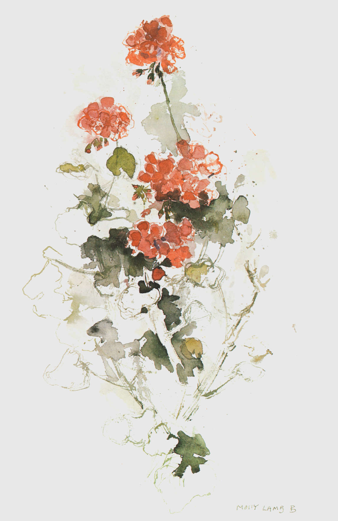 Molly Lamb Bobak, “Geraniums,” from Wild Flowers of Canada: Impressions and Sketches of a Field Artist