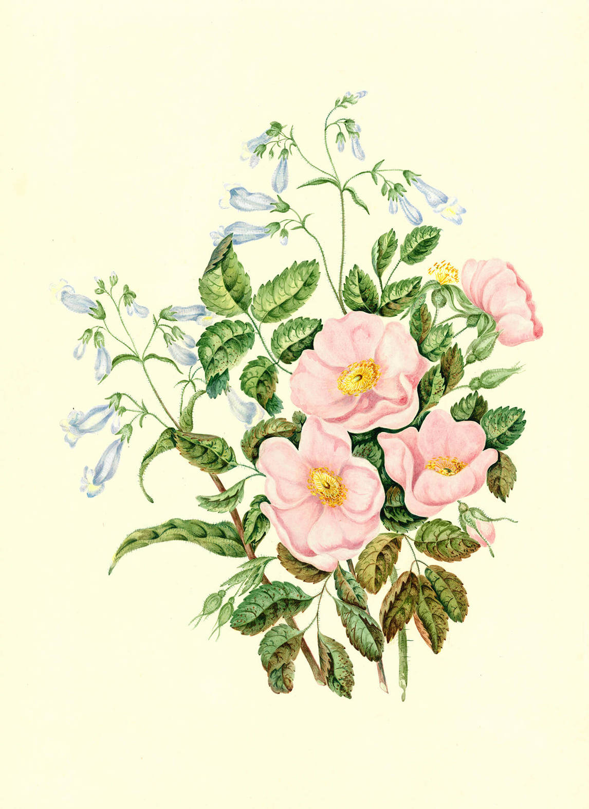 Penstemon pubescens, c.1863-65, by Agnes Chamberlin