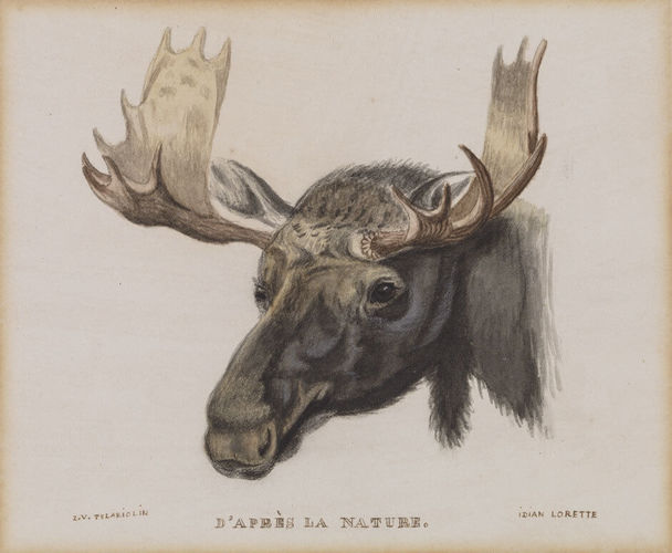 Zacharie Vincent, Head of a Moose, from Nature, c.1855