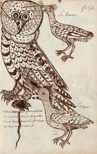 Louis Nicolas, Coucoucouou, Codex canadensis, page 52, s.d.