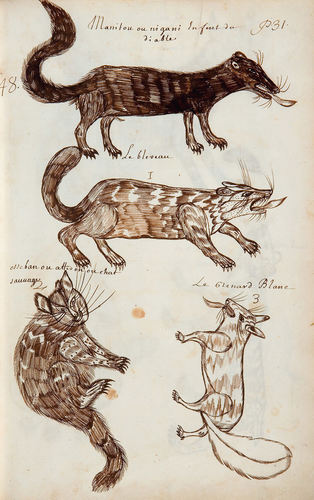 Louis Nicolas, Manitou or Nigani, Devil’s Child (Manitou ou nigani Enfant du diable), Codex Canadensis, page 31, n.d.