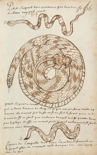 Louis Nicolas, Petit serpent tres venimeux qui tue sur le cham ceux quil mort, Codex canadensis, page 66, s.d.