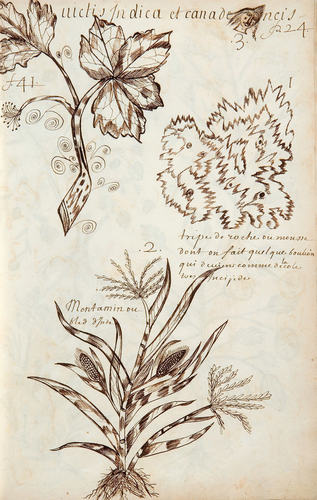 Louis Nicolas, Tripe de roche ou mousse, Codex canadensis, page 24, s.d.