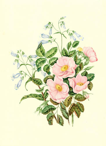Agnes Chamberlin, Penstemon pubescens, c.1863–65